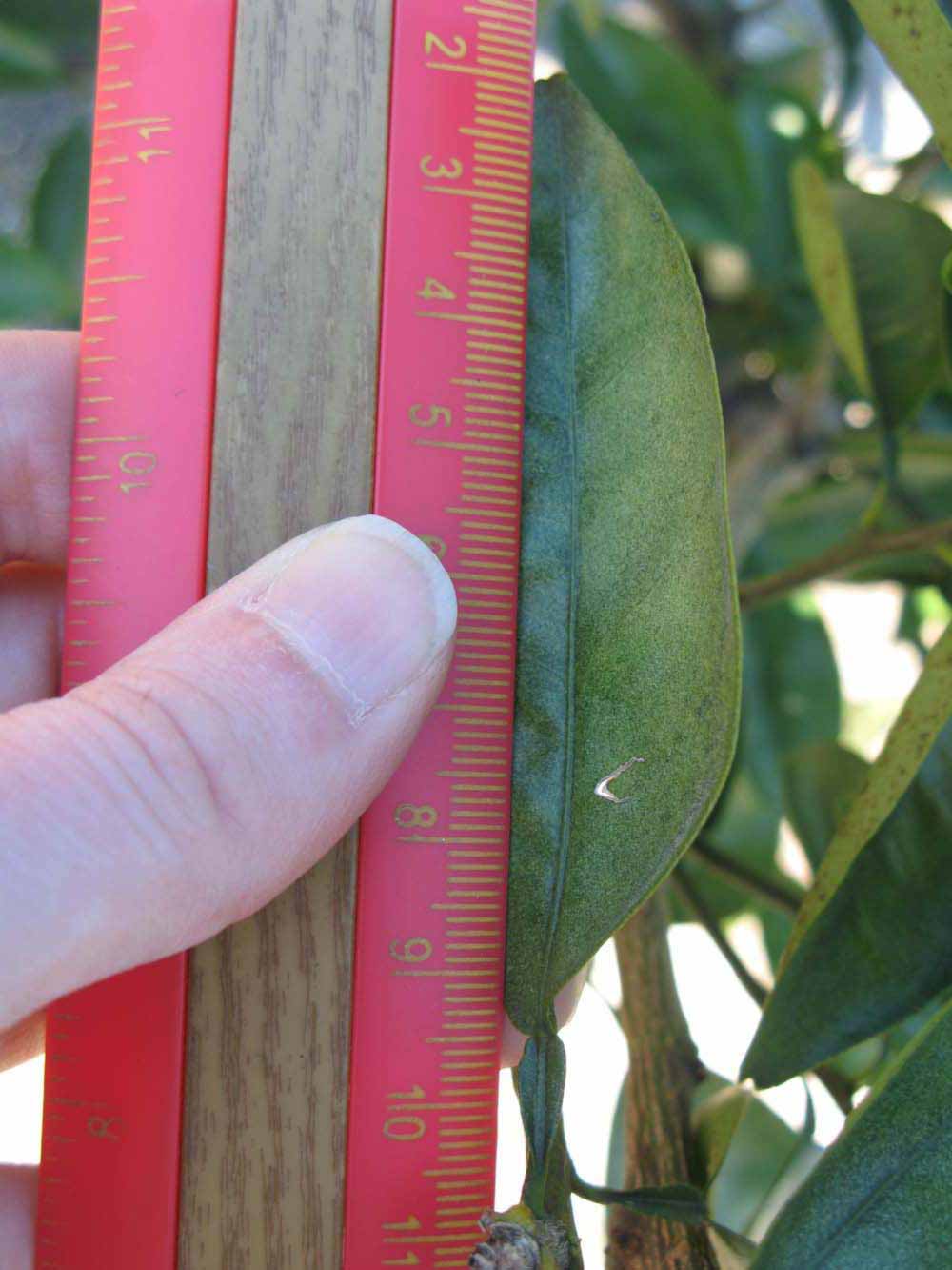              Unifoliolate leaf (Winter Haven, FL)       